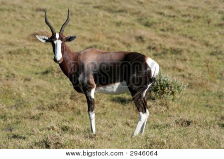 Bontebok dall'Africa