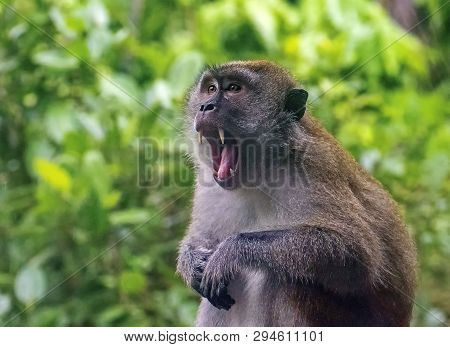 Taiwanese Macaque Or Taiwanese Rhesus (macaca Cyclopis). Distributed In Taiwan, Primarily In The Nor