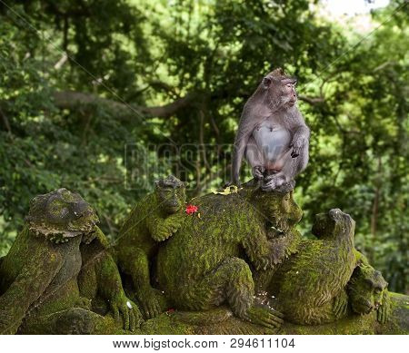 Taiwanese Macaque Or Taiwanese Rhesus (macaca Cyclopis) Next To The Stone Monkeys. Distributed In Ta