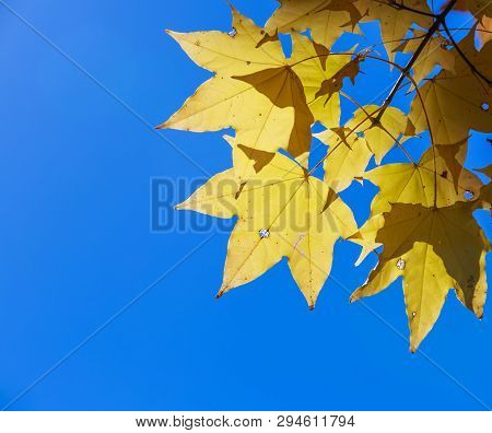 Glowing Yellow Maple Leaves - Senboku, Akita, Japan