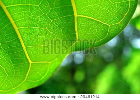 Textura de uma folha verde como pano de fundo