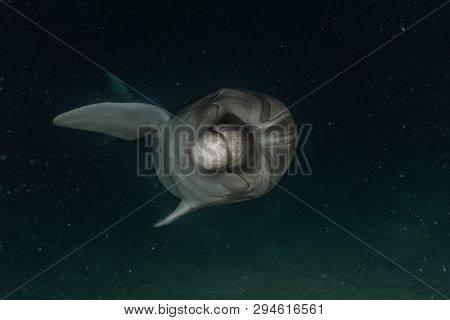 Dolphin Swimming In The Red Sea, Eilat Israel