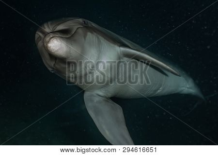 Dolphin Swimming In The Red Sea, Eilat Israel