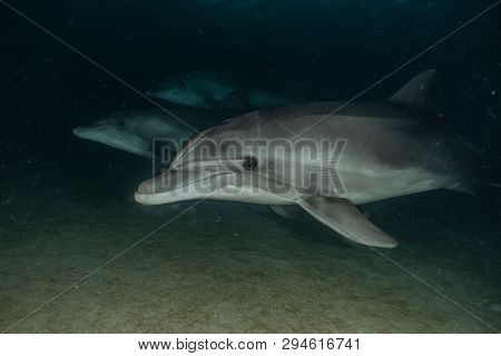 Dolphin Swimming In The Red Sea, Eilat Israel