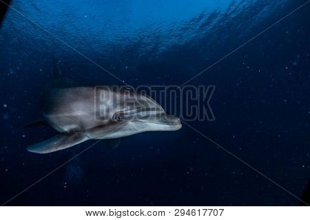 Dolphin Swimming In The Red Sea, Eilat Israel