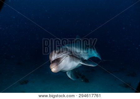 Dolphin Swimming In The Red Sea, Eilat Israel