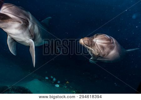 Dolphin Swimming In The Red Sea, Eilat Israel