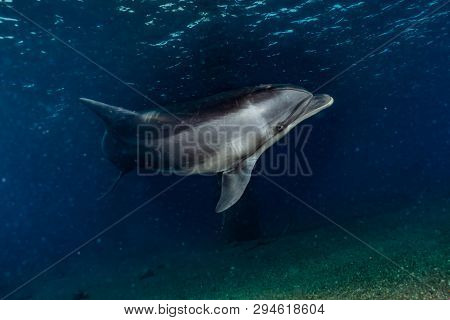 Dolphin Swimming In The Red Sea, Eilat Israel