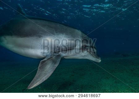 Dolphin Swimming In The Red Sea, Eilat Israel