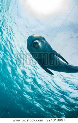 Dolphin Swimming In The Red Sea, Eilat Israel