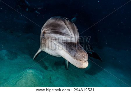 Dolphin Swimming In The Red Sea, Eilat Israel