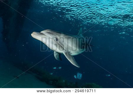 Dolphin Swimming In The Red Sea, Eilat Israel