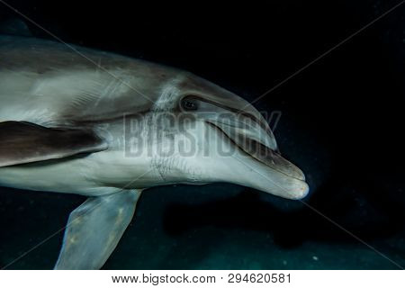 Dolphin Swimming In The Red Sea, Eilat Israel