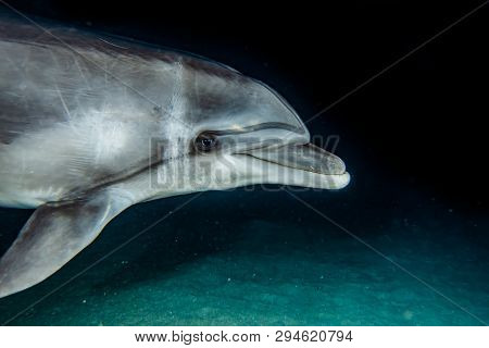 Dolphin Swimming In The Red Sea, Eilat Israel