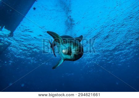Dolphin Swimming In The Red Sea, Eilat Israel