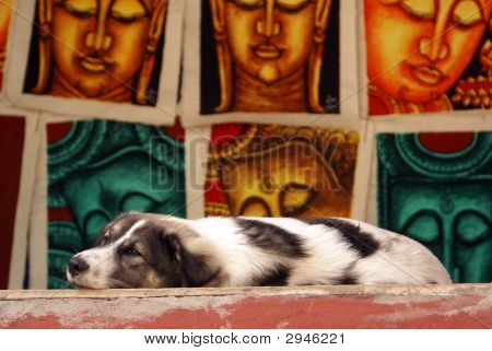 Hund