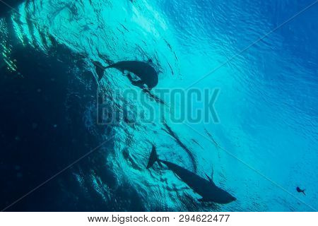 Dolphin Swimming In The Red Sea, Eilat Israel