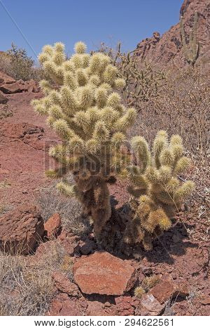 Teddy Bear Cholla On A Desert Mountain Trail In The Ajo Mountains Of Organ Pipe Cactus National Monu