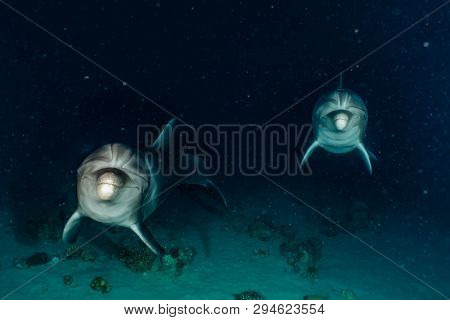 Dolphins Swimming In The Red Sea, Eilat Israel