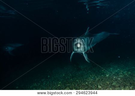 Dolphin Swimming In The Red Sea, Eilat Israel