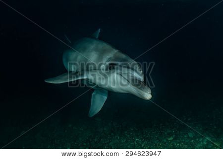 Dolphin Swimming In The Red Sea, Eilat Israel