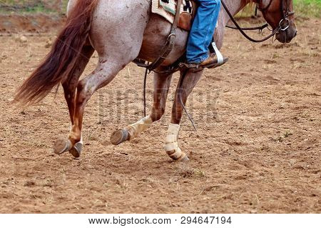 Footwork For Horse Cutting Training Demonstration In The Rain - Rain Drops In Photo