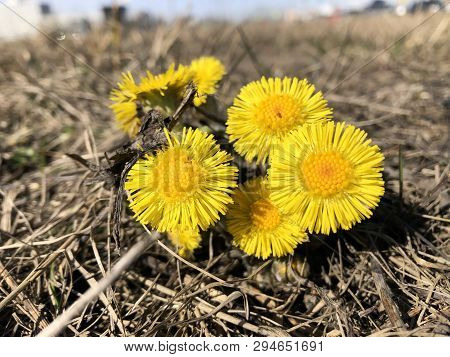 Mother And Stepmother First Yellow Early Spring Flower In The Field, Among The Dry Grass. The Collec