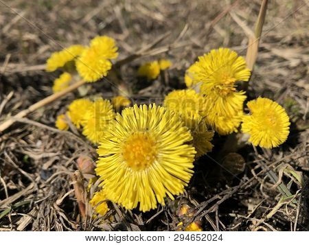 Mother And Stepmother First Yellow Early Spring Flower In The Field, Among The Dry Grass. The Collec