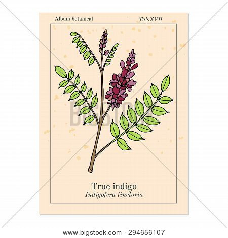 True Indigo Indigofera Tinctoria , Medicinal Plant. Hand Drawn Botanical Vector Illustration