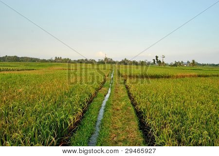 green rice field and blue sky in indonesia