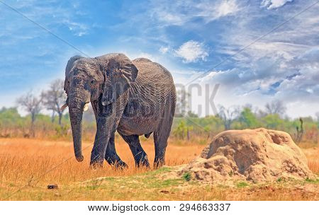 African Elphant With One Foot Raised As Walking Across The Dry Yellow Plains In Hwange National Park