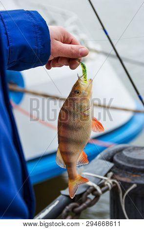 Perca Fluviatilis. The European Perch. Perch On Hook. Spring Fishing On The Don