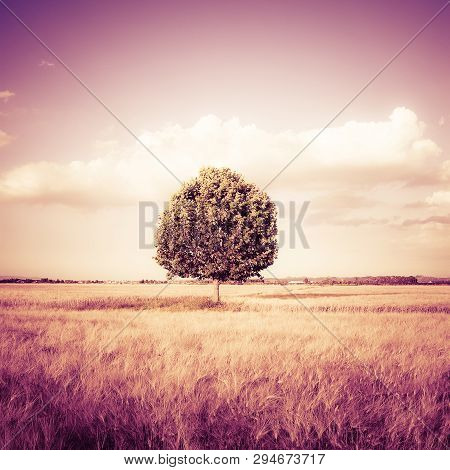 Isolated Tree In A Tuscany Wheatfield - (tuscany - Italy) Toned Image