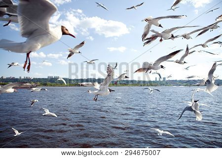 A Flock Of White Seagulls Flying Over The Blue Water, River, Sky, Summer