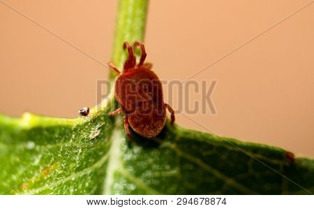 Macro Of A Red Mite On A Leaf
