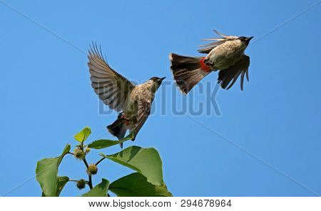 Closeup Two Sooty-headed Bulbul Birds Are Flying In The Air Isolated On Blue Sky