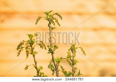 Flowering Bush Of Red Currant With Green Leaves In The Garden
