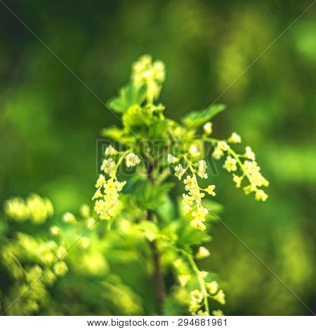 Flowering Bush Of Red Currant With Green Leaves In The Garden