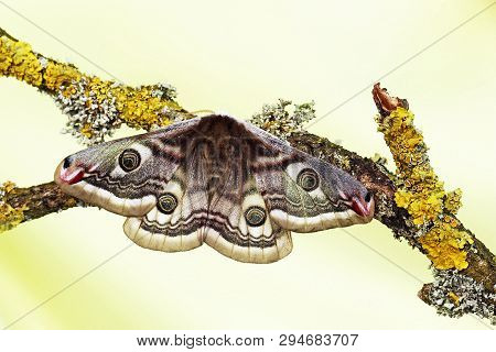The Small Emperor Moth (saturnia Pavonia). Moth, Butterfly