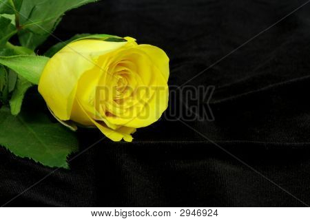 Gialla rosa su nero