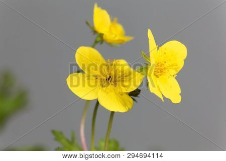 Flower Of The Barren Strawberry Waldsteinia Ternata