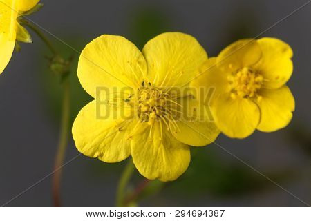 Flower Of The Barren Strawberry Waldsteinia Ternata