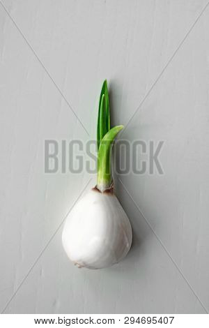 Young Garlic With A Sprouted Green Sprout.