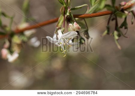 Flowers Of A Fragrant Honeysuckle, Lonicera Fragrantissima