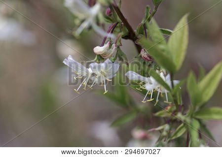 Flowers Of A Fragrant Honeysuckle, Lonicera Fragrantissima