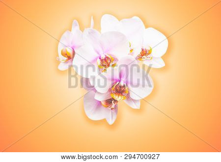 Beautiful Orchid Flowers. Peach Color Background With Copy Space. White, Peach, Violet Flower.