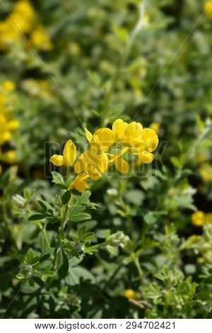 Easter Broom - Latin Name - Genista X Spachiana