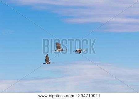 Bosque Del Apache New Mexico, Sandhill Cranes Antigone Canadensis In Flight, Horizontal Aspect