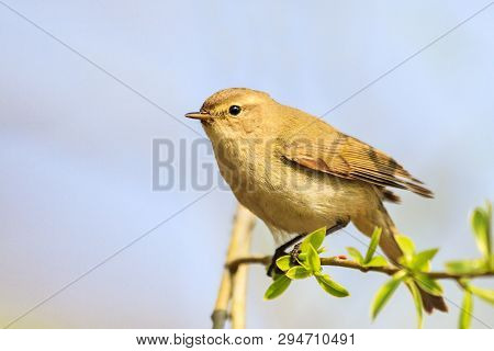 Common Chiffchaff Is Sitting On A Thin Branch Among Spring Greens