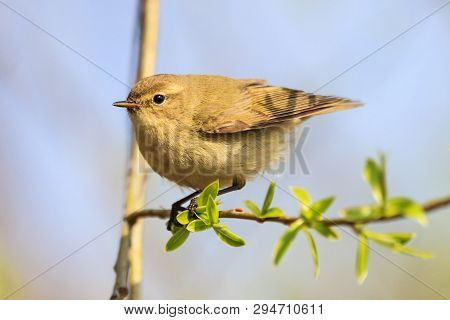 Small Bird Is Sitting On A Thin Branch Among Spring Greens